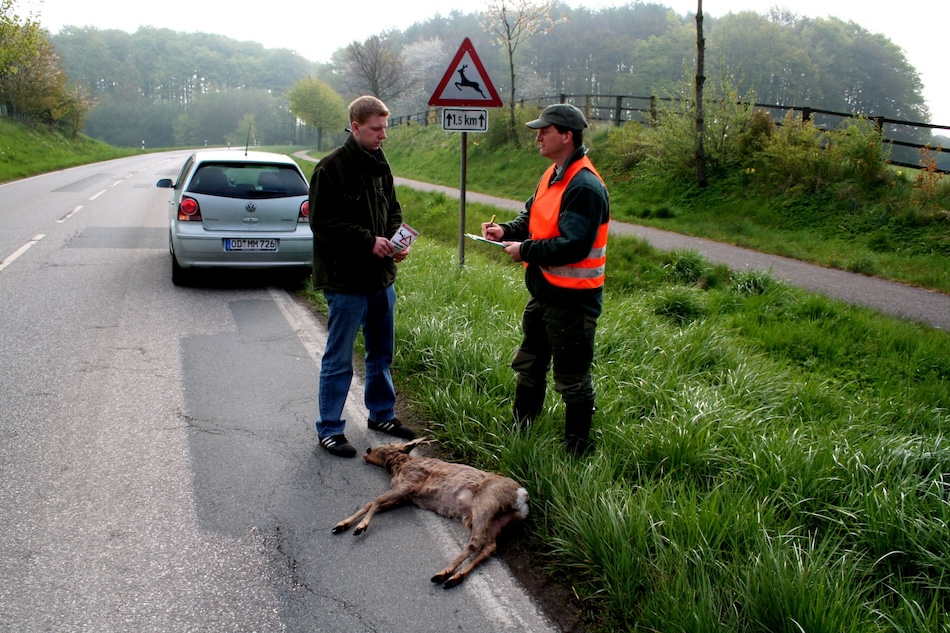 Vorsicht, Wild! - Wie sich Wildunfälle vermeiden lassen und was im Ernstfall zu tun ist