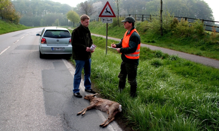 Vorsicht, Wild! - Wie sich Wildunfälle vermeiden lassen und was im Ernstfall zu tun ist